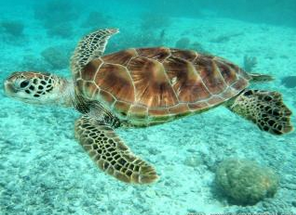 Espèces protégées et vulnérables sensibilisation à l'écologie